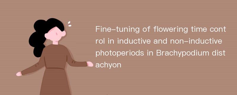 Fine-tuning of flowering time control in inductive and non-inductive photoperiods in Brachypodium distachyon