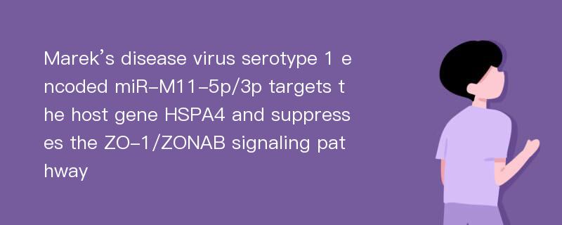 Marek’s disease virus serotype 1 encoded miR-M11-5p/3p targets the host gene HSPA4 and suppresses the ZO-1/ZONAB signaling pathway