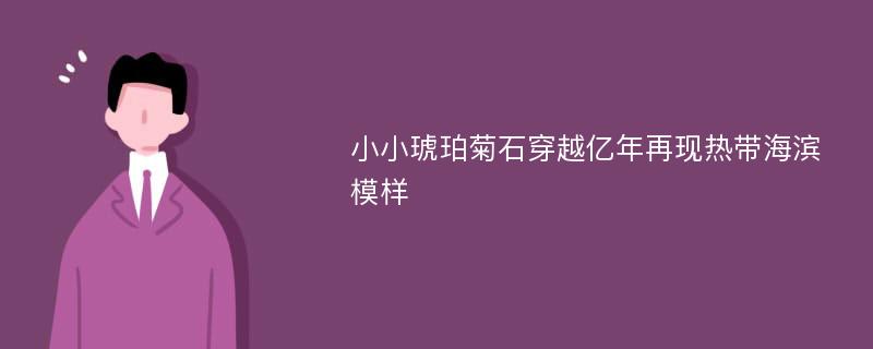 小小琥珀菊石穿越亿年再现热带海滨模样