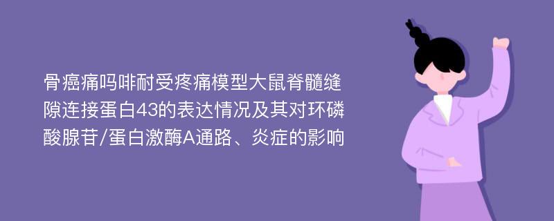 骨癌痛吗啡耐受疼痛模型大鼠脊髓缝隙连接蛋白43的表达情况及其对环磷酸腺苷/蛋白激酶A通路、炎症的影响