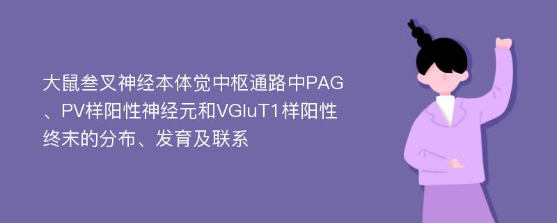 大鼠叁叉神经本体觉中枢通路中PAG、PV样阳性神经元和VGluT1样阳性终末的分布、发育及联系