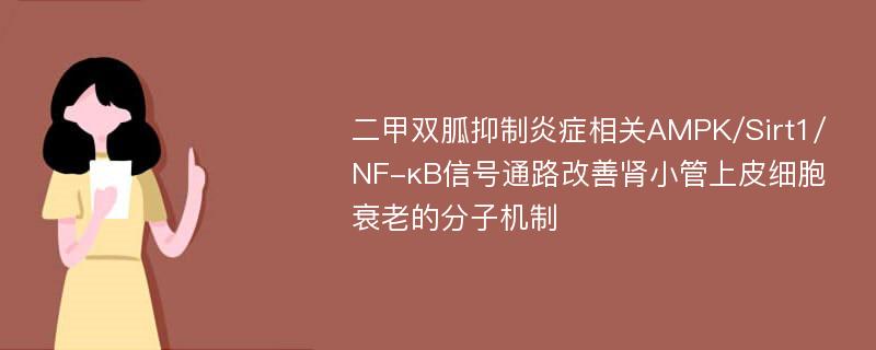 二甲双胍抑制炎症相关AMPK/Sirt1/NF-κB信号通路改善肾小管上皮细胞衰老的分子机制