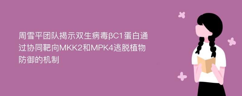 周雪平团队揭示双生病毒βC1蛋白通过协同靶向MKK2和MPK4逃脱植物防御的机制