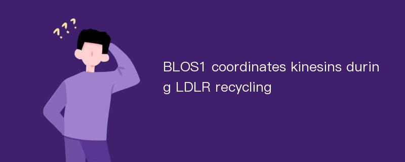 BLOS1 coordinates kinesins during LDLR recycling