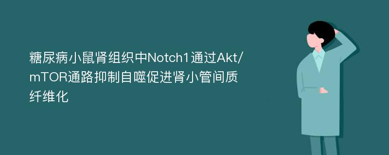 糖尿病小鼠肾组织中Notch1通过Akt/mTOR通路抑制自噬促进肾小管间质纤维化