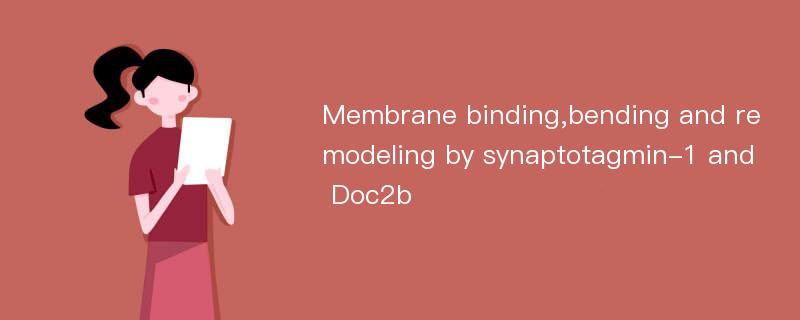 Membrane binding,bending and remodeling by synaptotagmin-1 and Doc2b