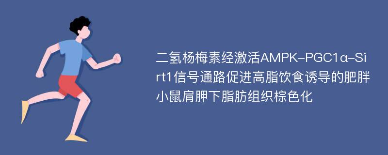 二氢杨梅素经激活AMPK-PGC1α-Sirt1信号通路促进高脂饮食诱导的肥胖小鼠肩胛下脂肪组织棕色化