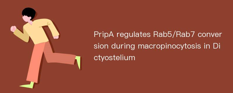 PripA regulates Rab5/Rab7 conversion during macropinocytosis in Dictyostelium